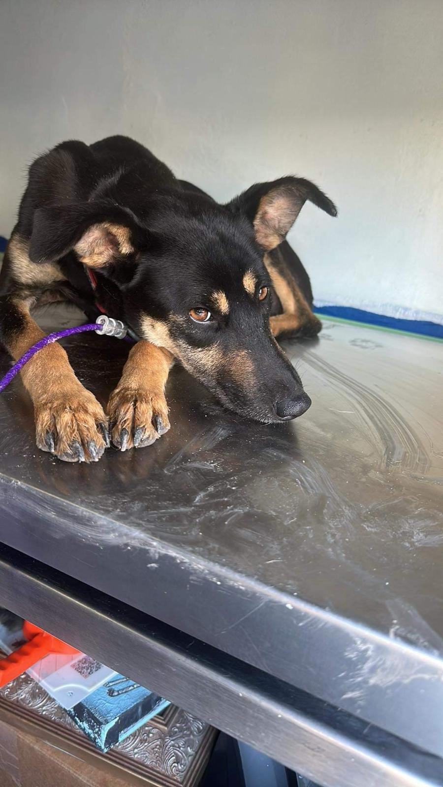 adoptable Dog in Inglewood, CA named Negrita