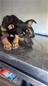 adoptable Dog in inglewood, CA named Negrita