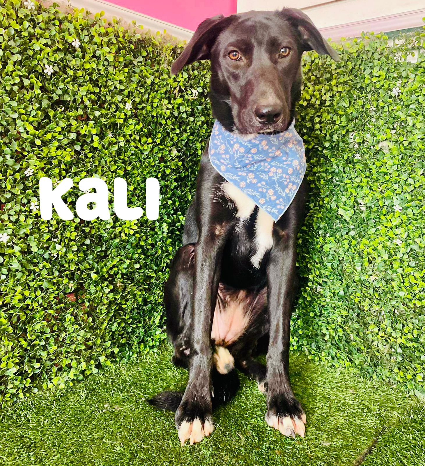 adoptable Dog in Inglewood, CA named Kali