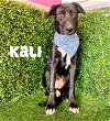 adoptable Dog in inglewood, CA named Kali