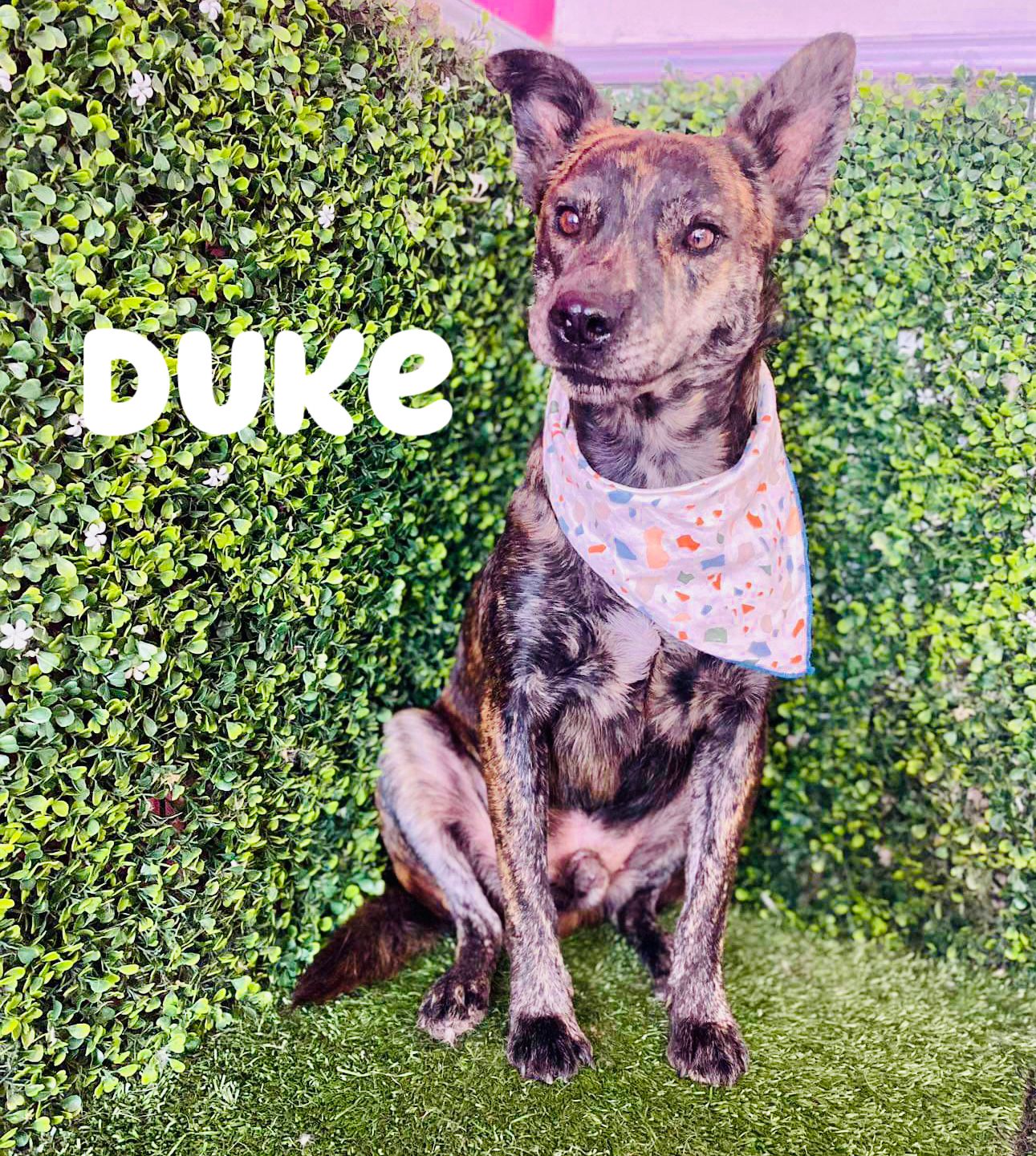 adoptable Dog in Inglewood, CA named Duke