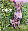 adoptable Dog in  named Duke