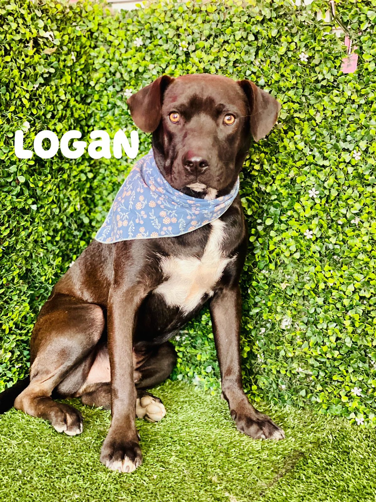 adoptable Dog in Inglewood, CA named Logan