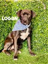 adoptable Dog in inglewood, CA named Logan