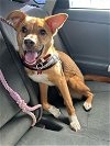 adoptable Dog in inglewood, CA named Aby