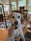 adoptable Dog in inglewood, CA named Ruso