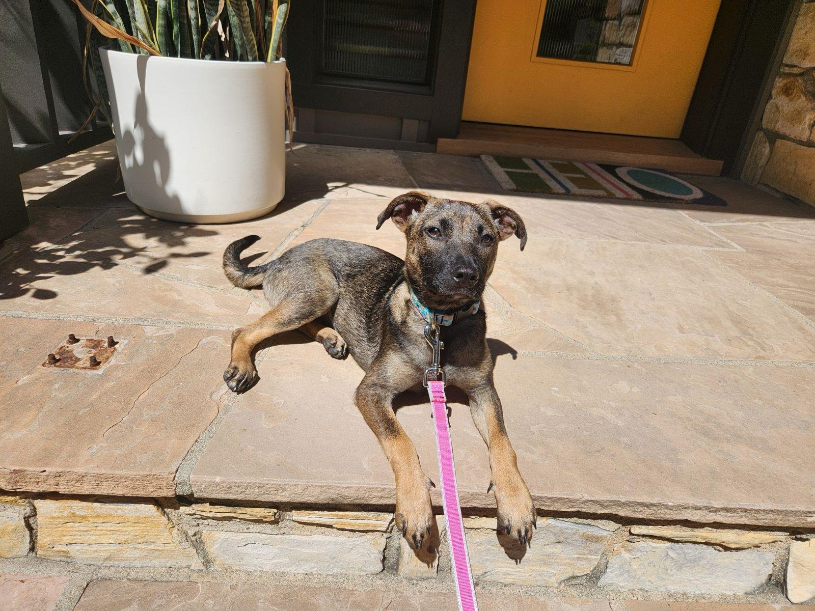 adoptable Dog in Inglewood, CA named Nala