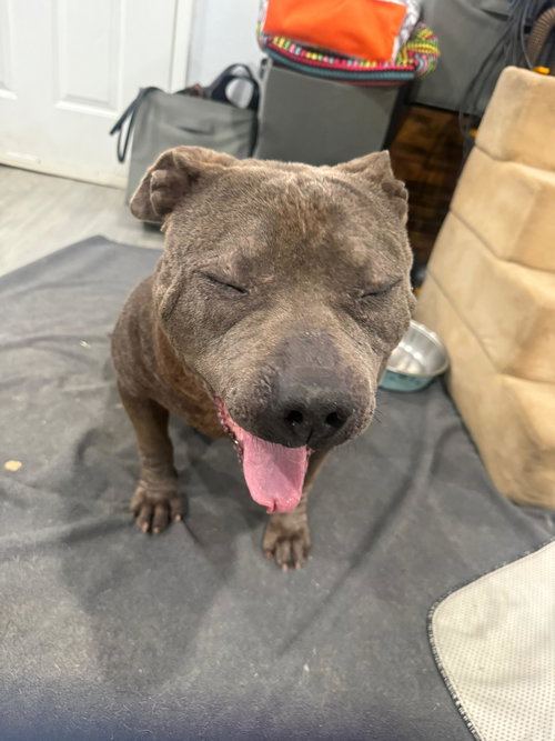 MIMIS - American Pit Bull Terrier / Bulldog available for adoption