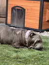 Mimis - Photo 7