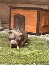 Mimis - Photo 8