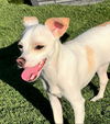 adoptable Dog in Inglewood, CA named Swift (Bingo)