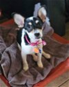 adoptable Dog in inglewood, CA named Sweet