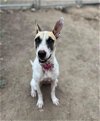 adoptable Dog in  named Betty White
