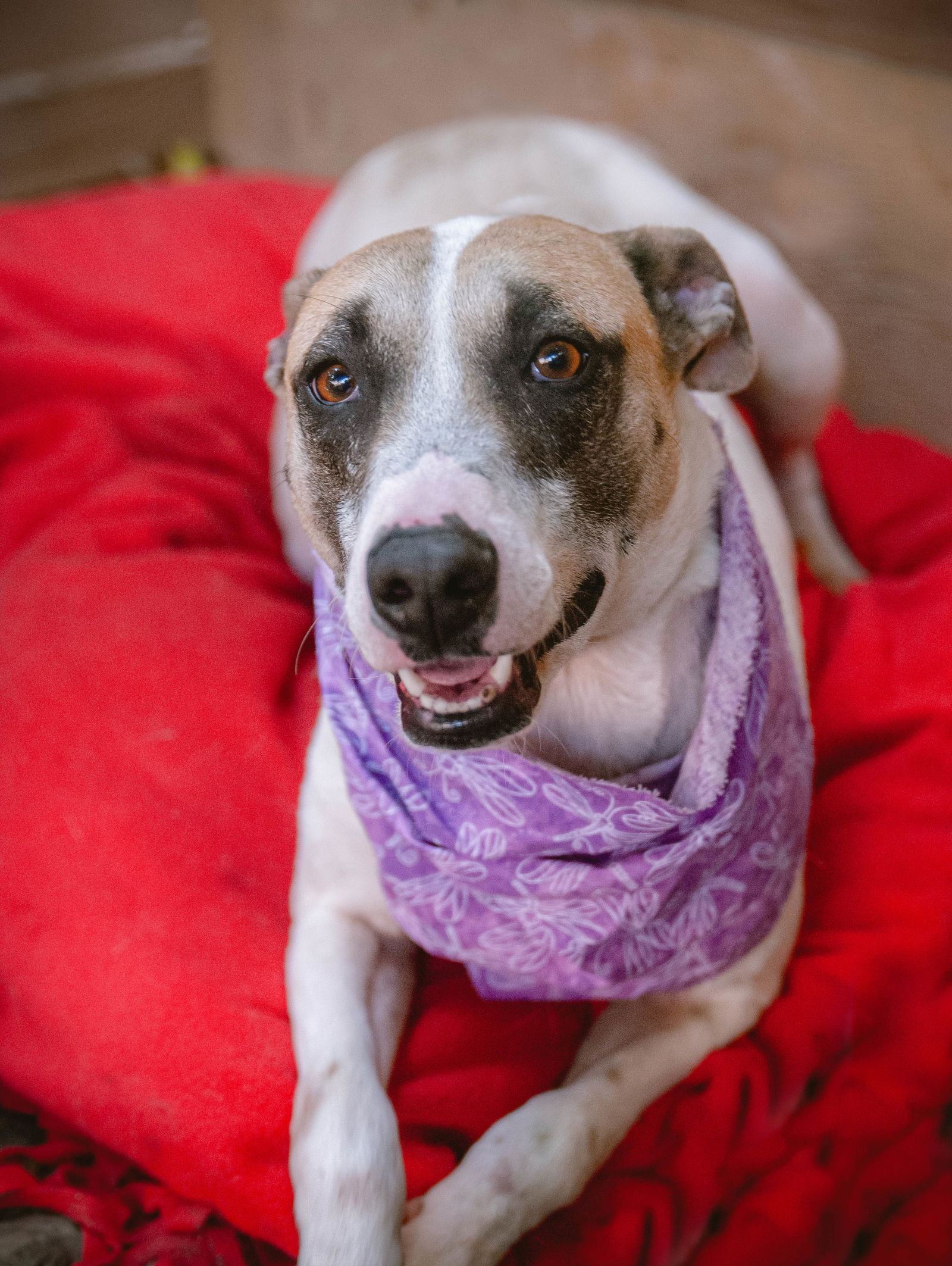 adoptable Dog in Inglewood, CA named Betty White