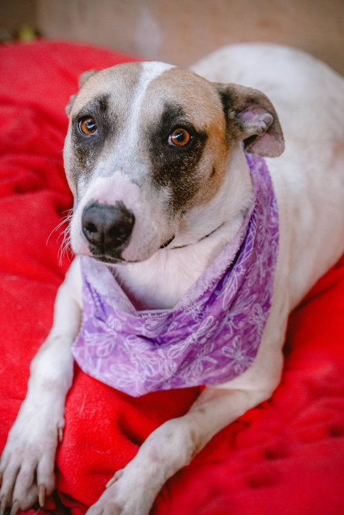 BETTY WHITE - Great Dane / English Pointer available for adoption