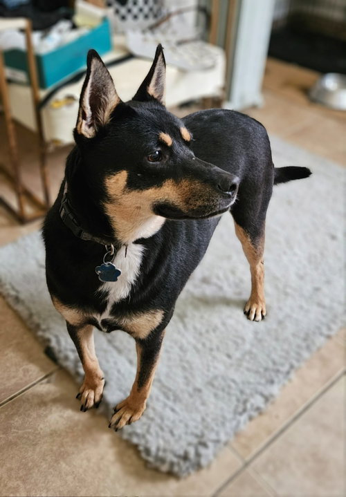 TITA - Australian Kelpie available for adoption