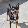adoptable Dog in inglewood, CA named Tita