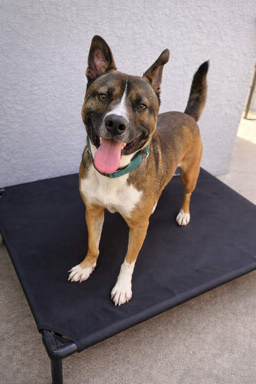 Shakira, an adoptable Akita in Inglewood, CA