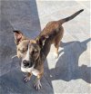 adoptable Dog in inglewood, CA named Shakira