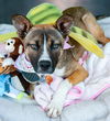 adoptable Dog in inglewood, CA named Shakira