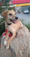 adoptable Dog in inglewood, CA named Kira
