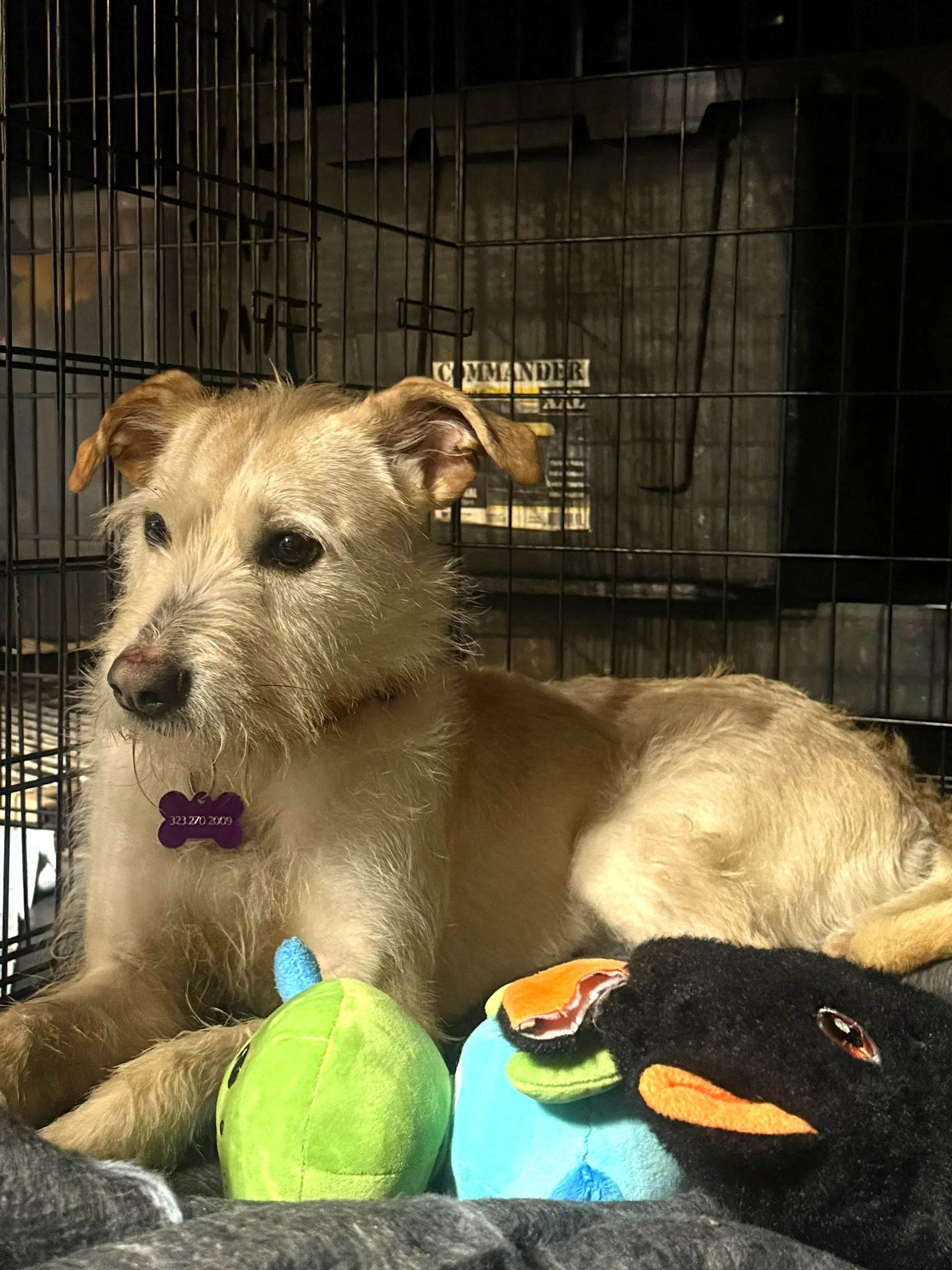 Frida - Terrier Schnauzer