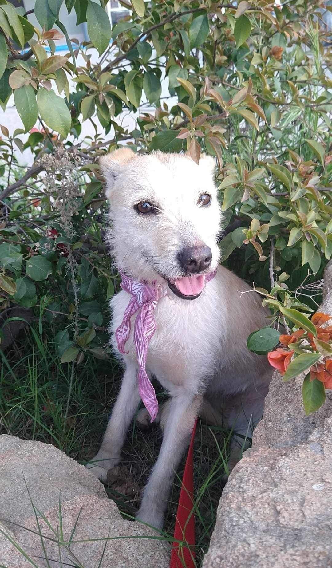adoptable Dog in Inglewood, CA named Frida