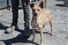 adoptable Dog in inglewood, CA named Emma
