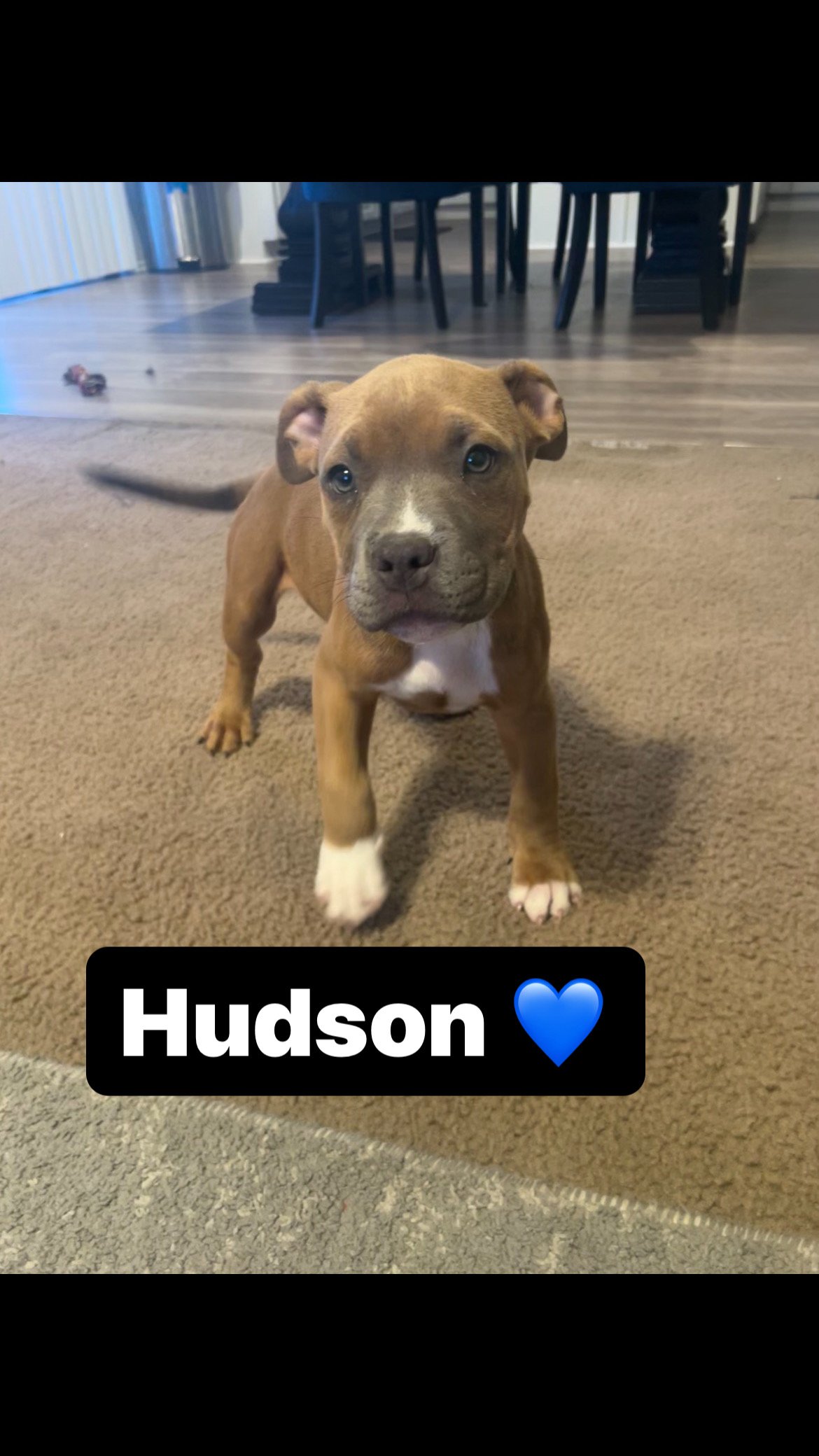 adoptable Dog in Inglewood, CA named Hudson