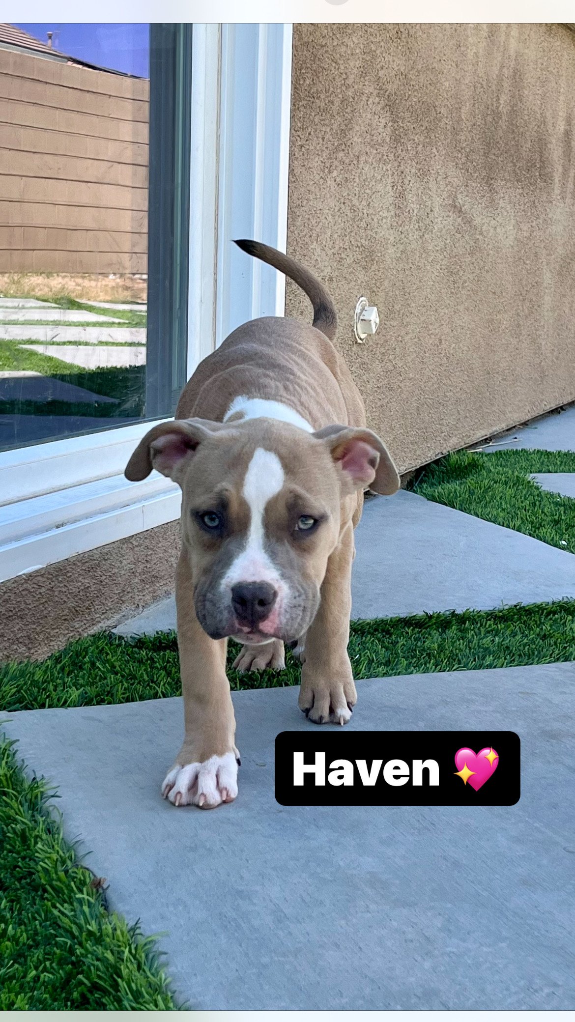 adoptable Dog in Inglewood, CA named Haven