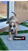 adoptable Dog in inglewood, CA named Haven