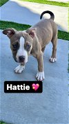 adoptable Dog in inglewood, CA named Hattie