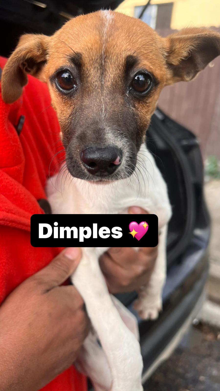 Dog for Adoption Dimples, a Jack Russell Terrier in Camarillo, CA