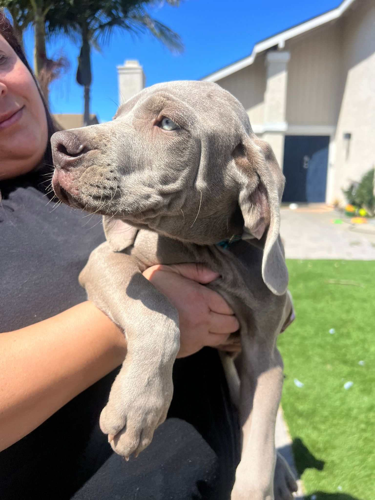 Dog For Adoption Sport A Weimaraner In Whittier CA Alpha Paw dog-for-adoption-sport-a-weimaraner-in-whittier-ca-alpha-paw