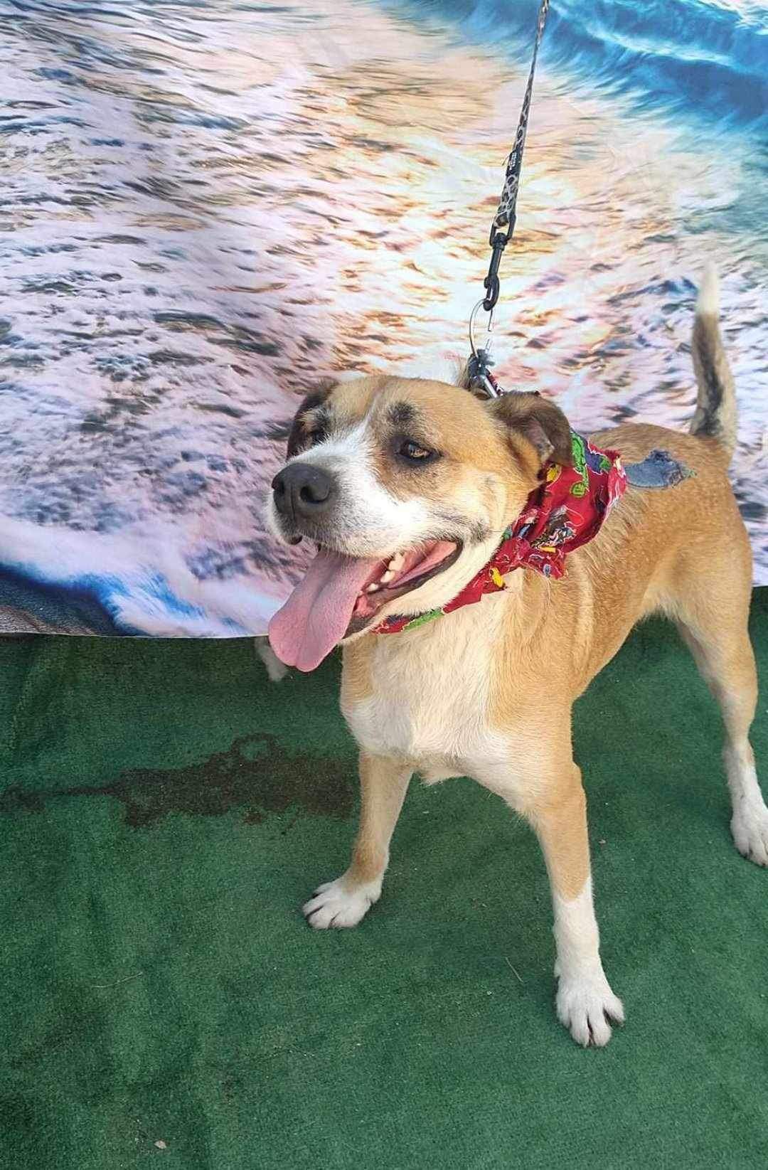 adoptable Dog in Inglewood, CA named Memo