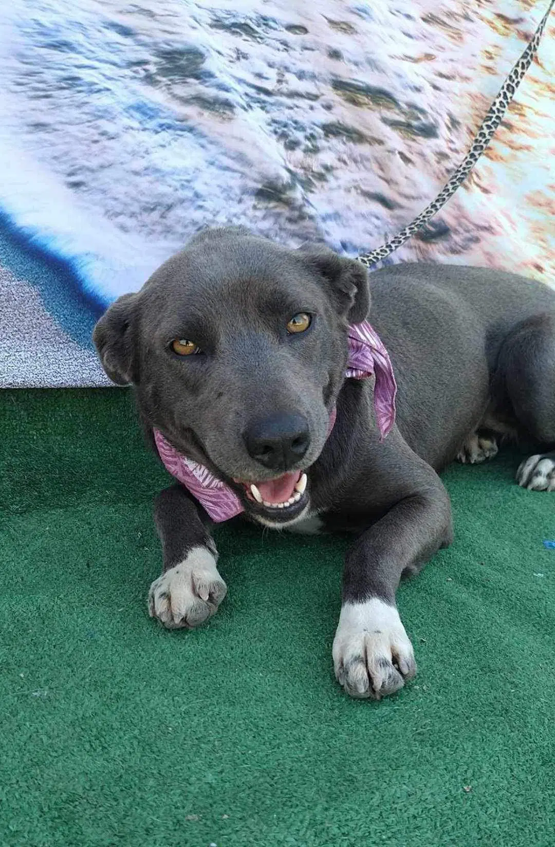 Gorda - Pit Bull Terrier