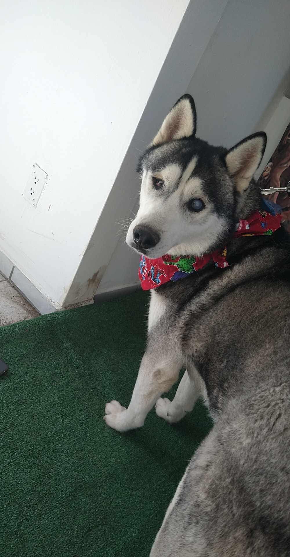 Dog adoption in Inglewood, CA 90303: Siberian Husky (medium coat) Dog ...