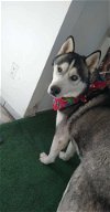 adoptable Dog in inglewood, CA named Lobito