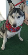 Captian Lobo - Photo 5