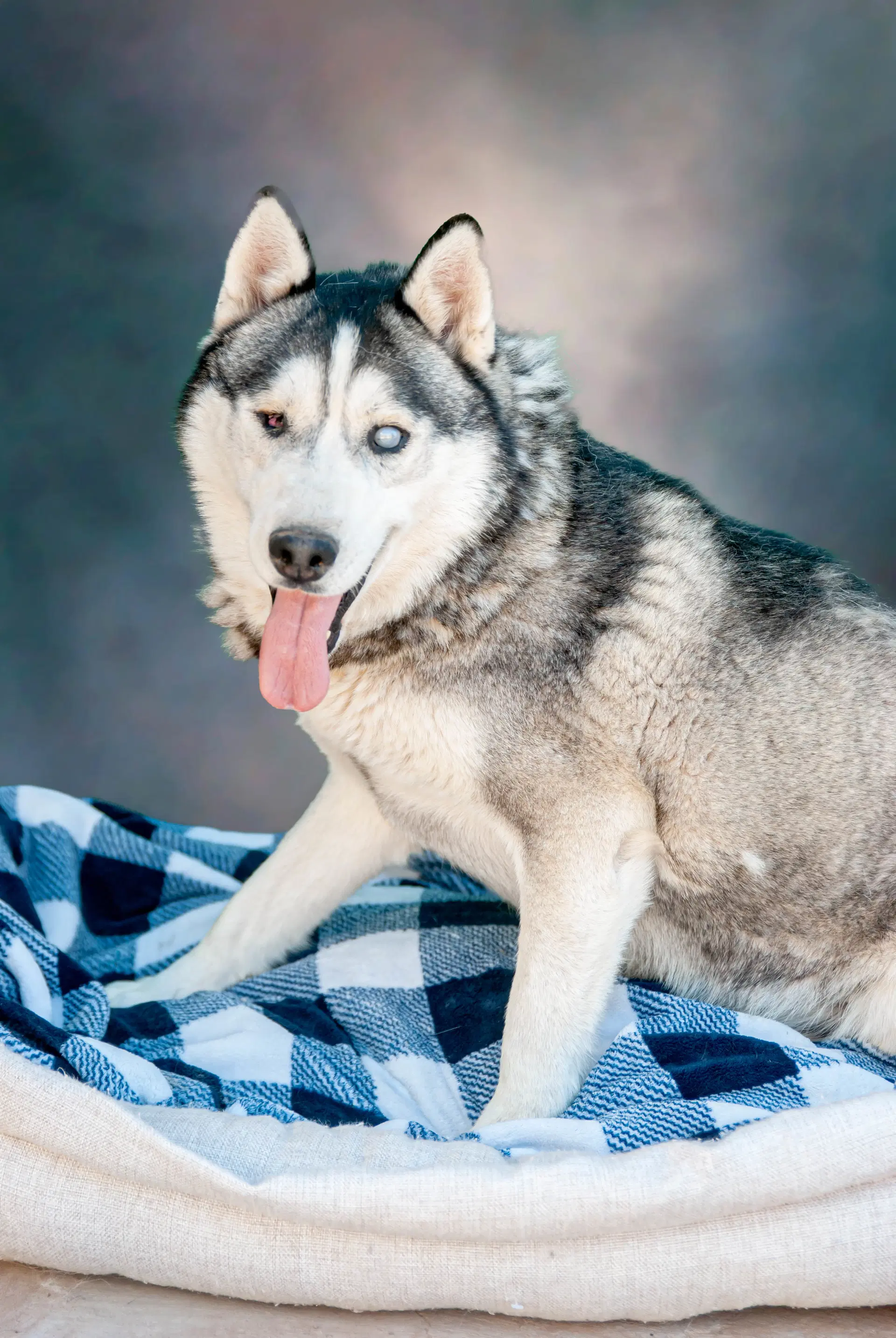 Captain Lobo image 2