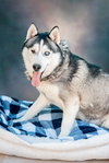 Captian Lobo - Photo 2
