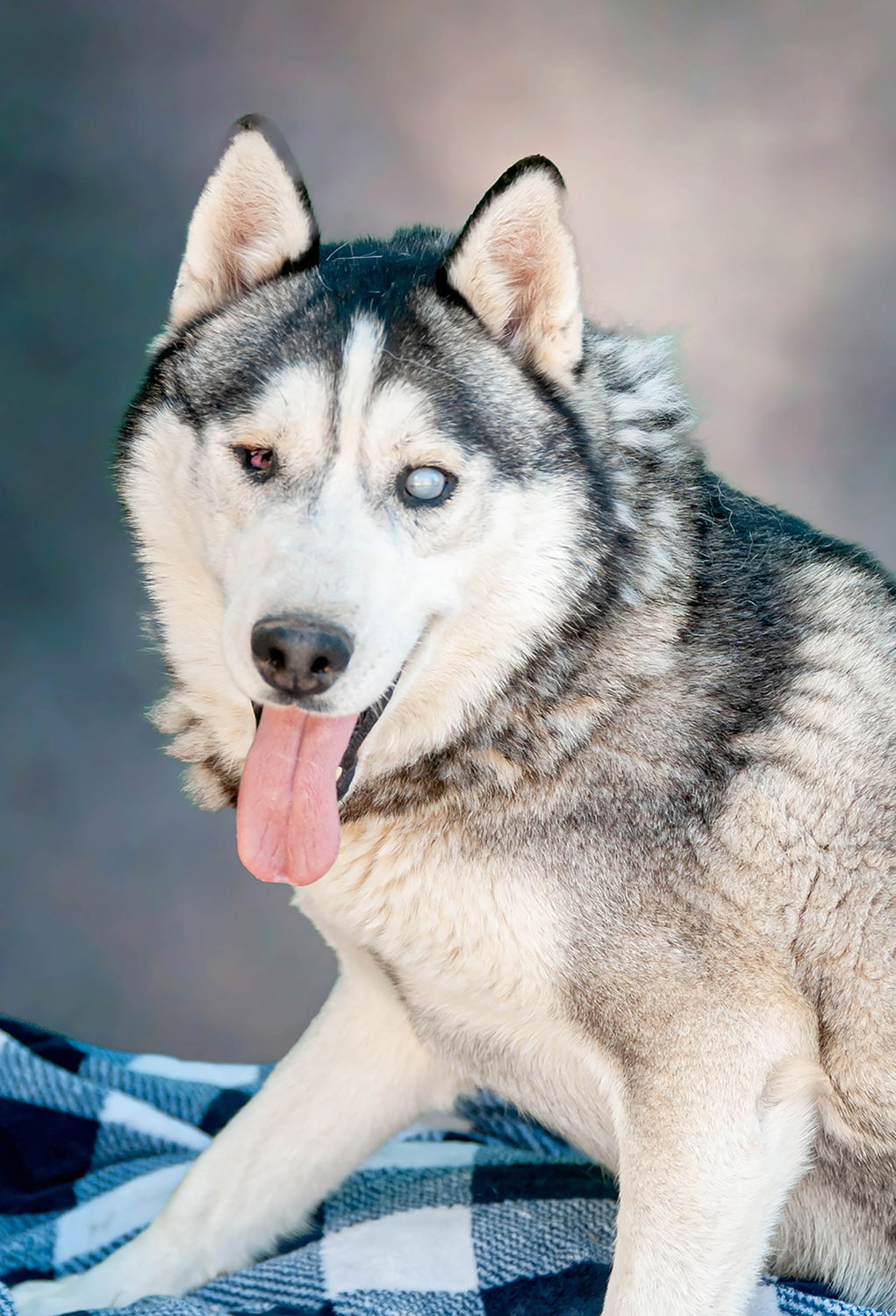 adoptable Dog in Inglewood, CA named Captian Lobo