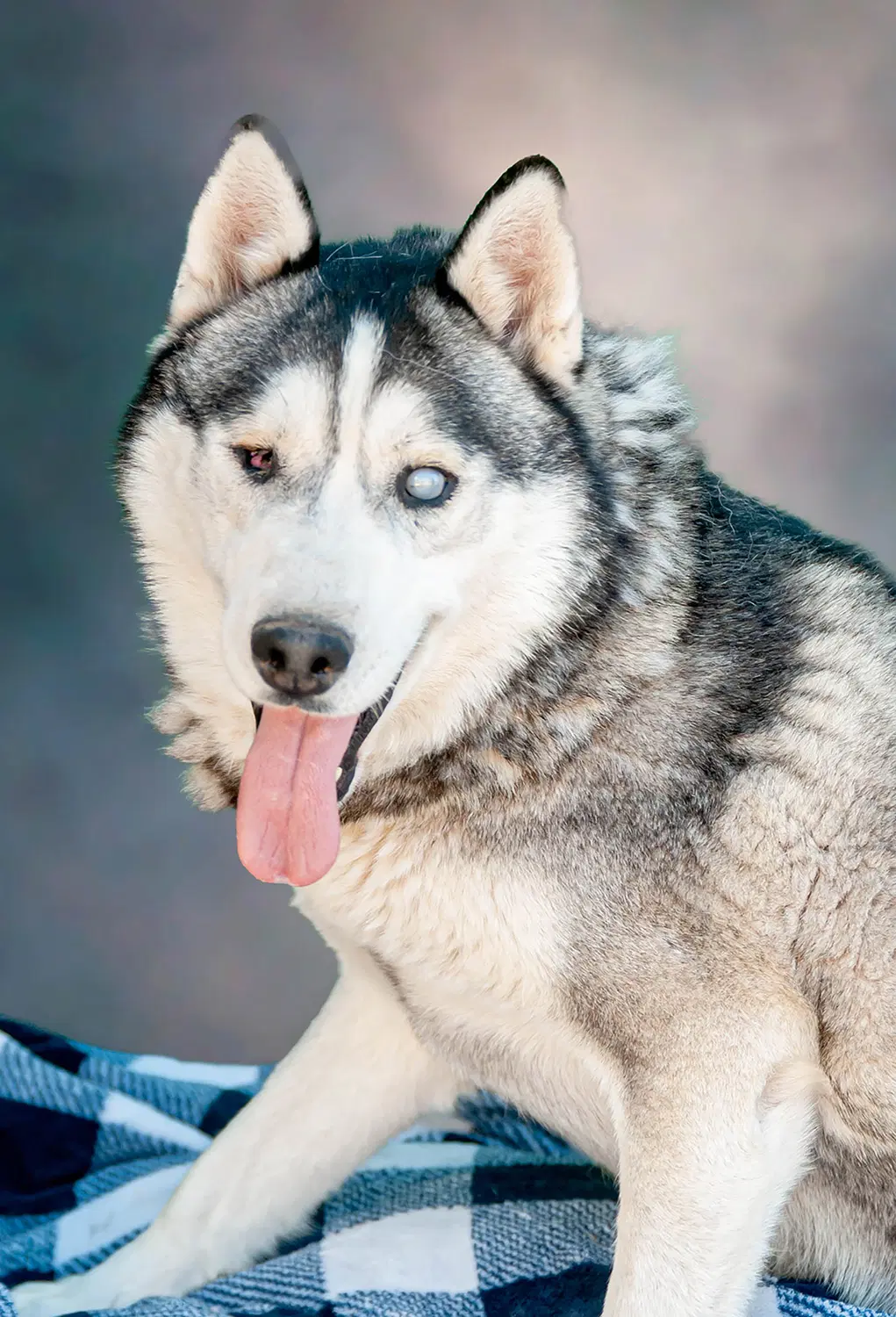Captain Lobo - Siberian Husky