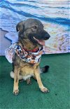 adoptable Dog in inglewood, CA named Paty