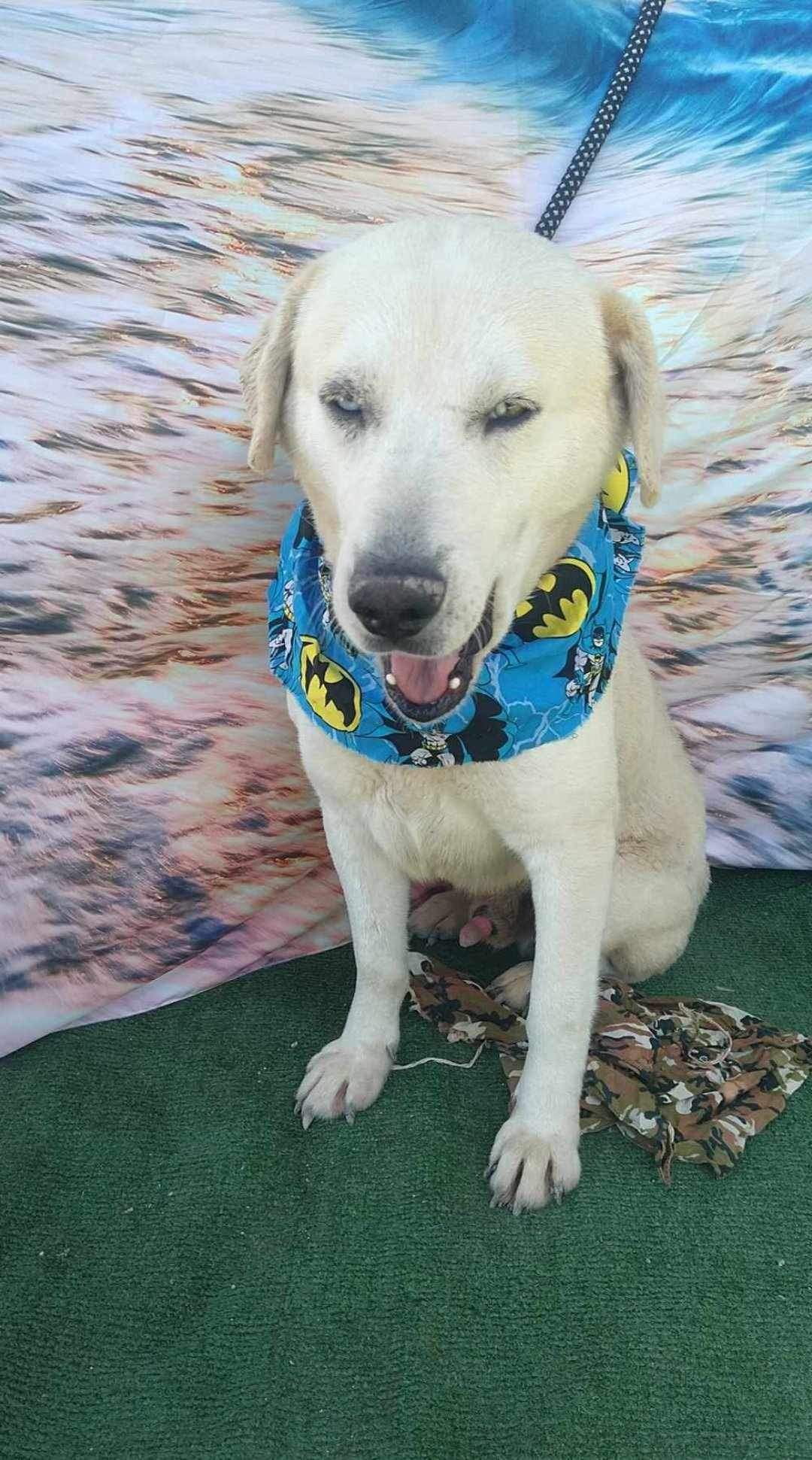 adoptable Dog in Inglewood, CA named Guerrero