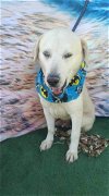 adoptable Dog in inglewood, CA named Guerrero