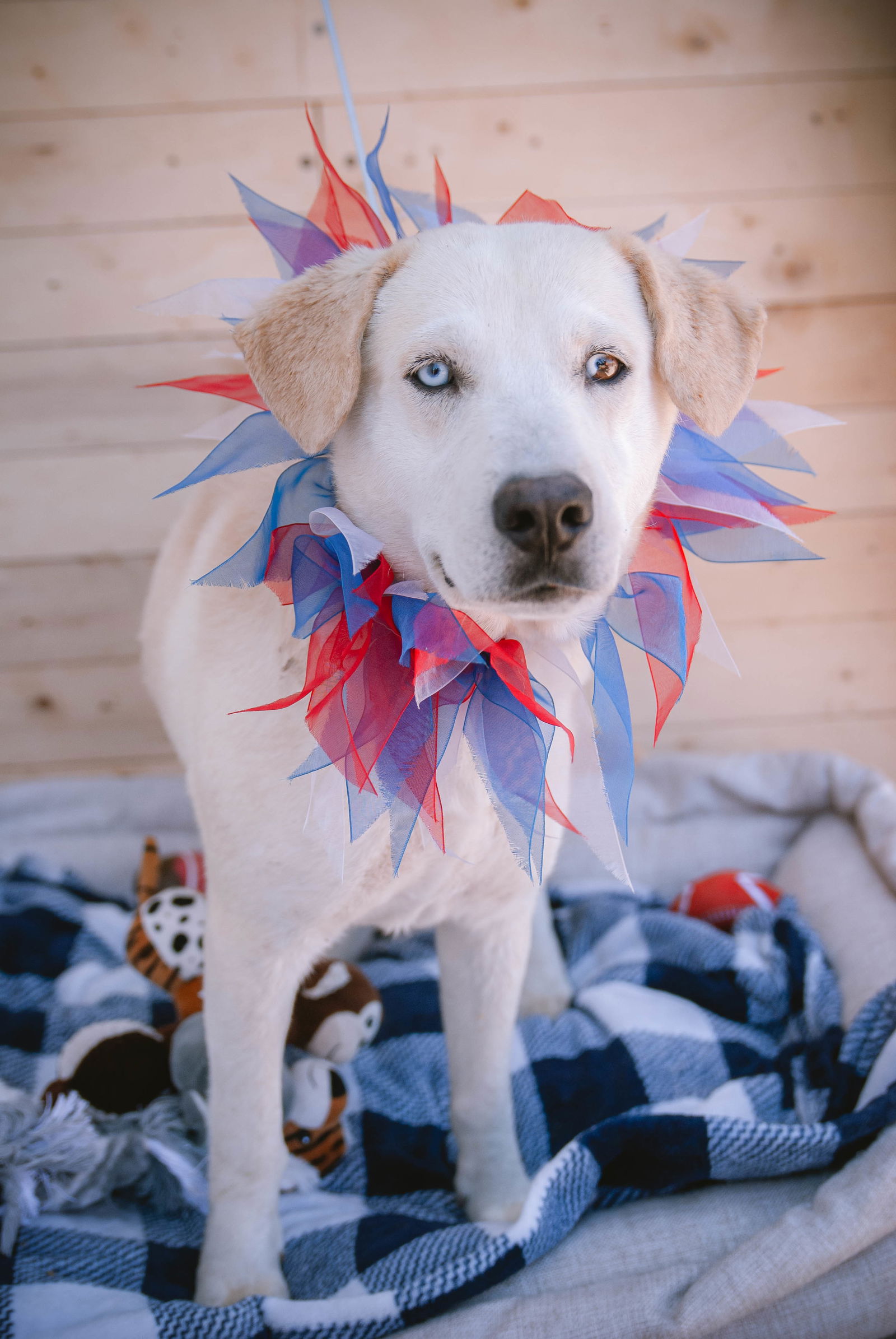 adoptable Dog in Inglewood, CA named Guerro