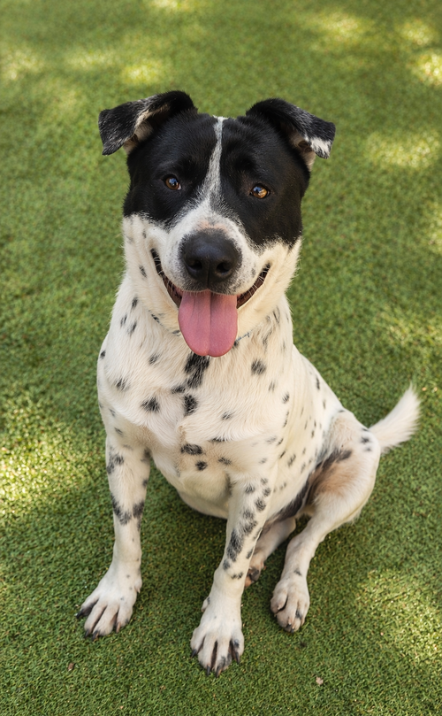 Benito, an adoptable Australian Shepherd in Inglewood, CA