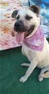 adoptable Dog in inglewood, CA named Gladys