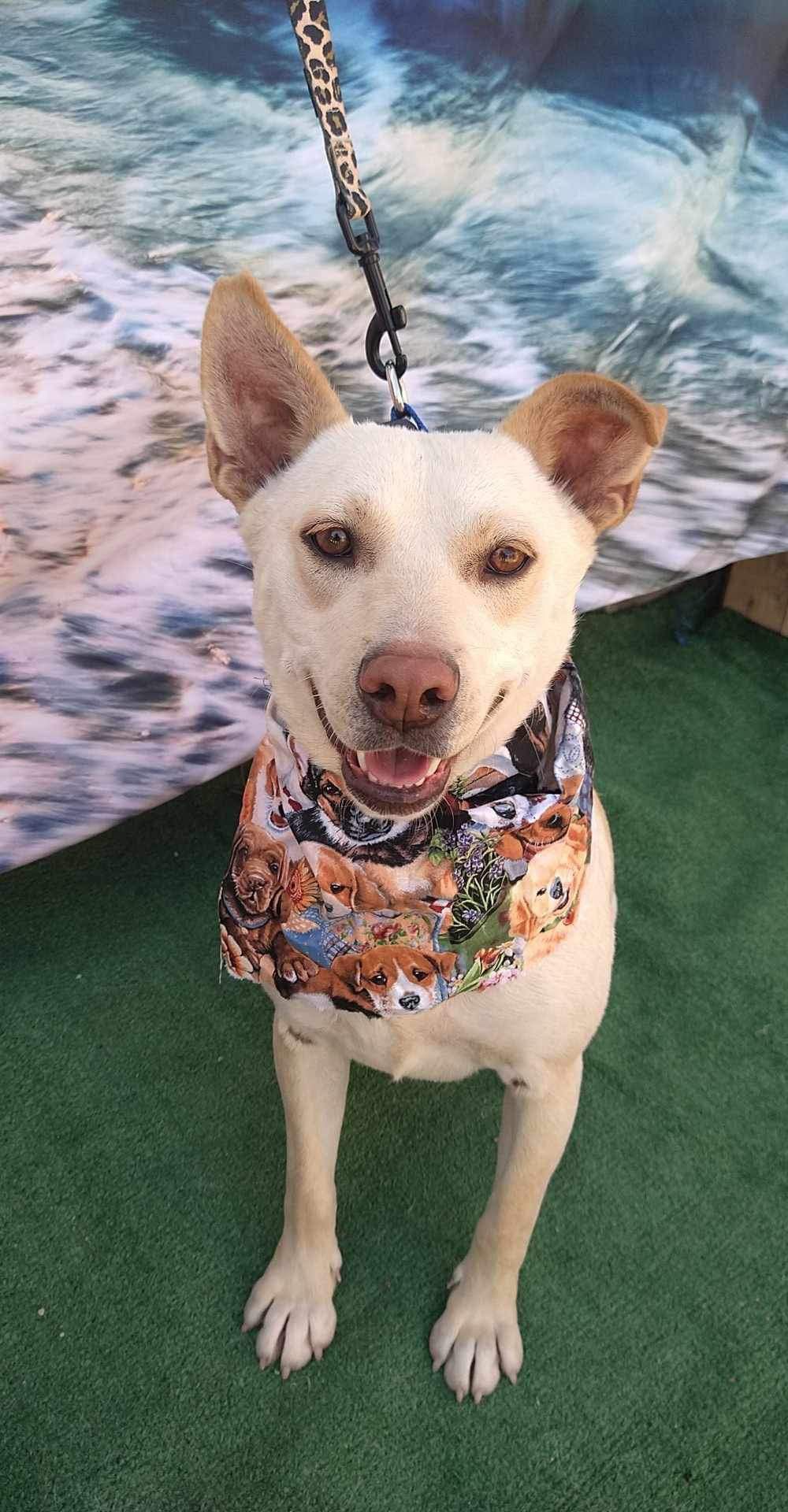 adoptable Dog in Inglewood, CA named Gucci